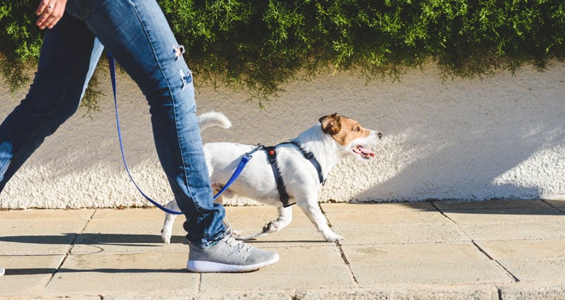 person walking with dog on leash