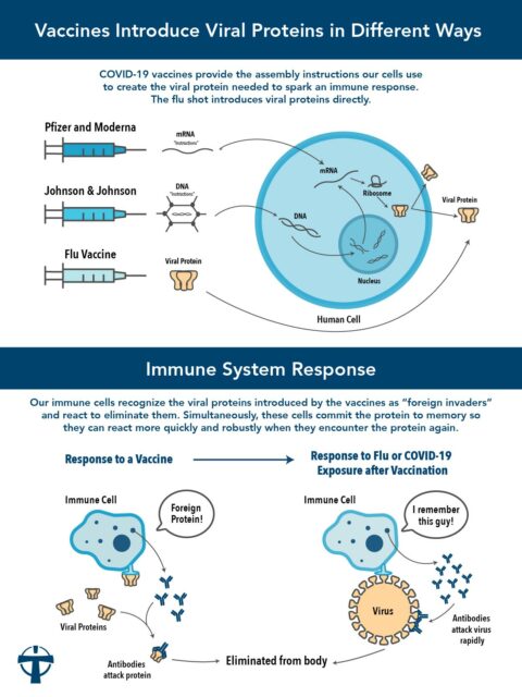 The Science Behind Vaccines – How Do Flu and COVID-19 Vaccines Differ ...