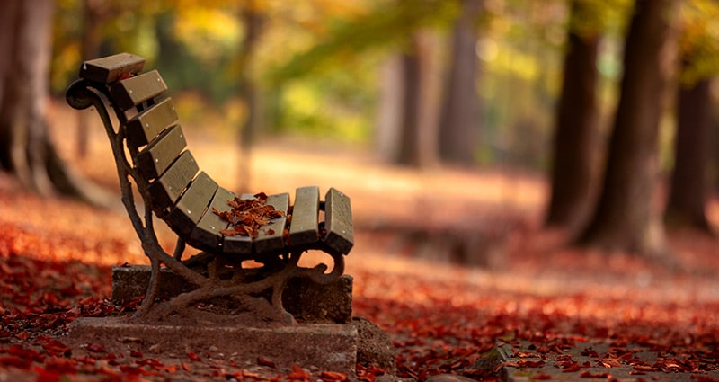 empty park bench surrounded by fall leaves